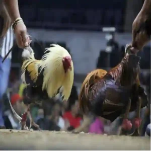 Tips Efektif Merawat Luka Ayam Setelah Sabung