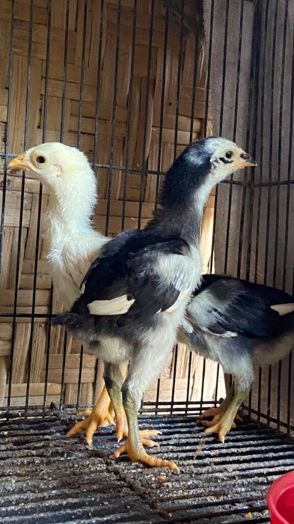 Anak Ayam Filipina
