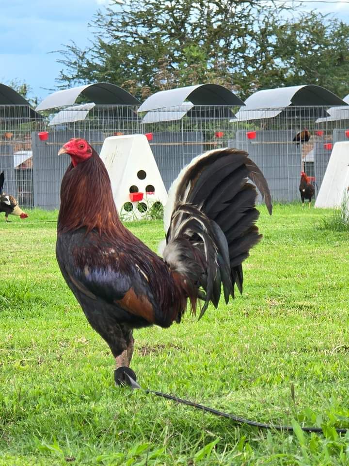 Ayam Filipin