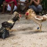ayam lemah