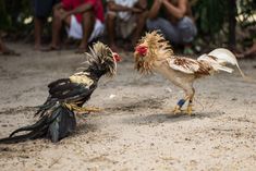 ayam lemah