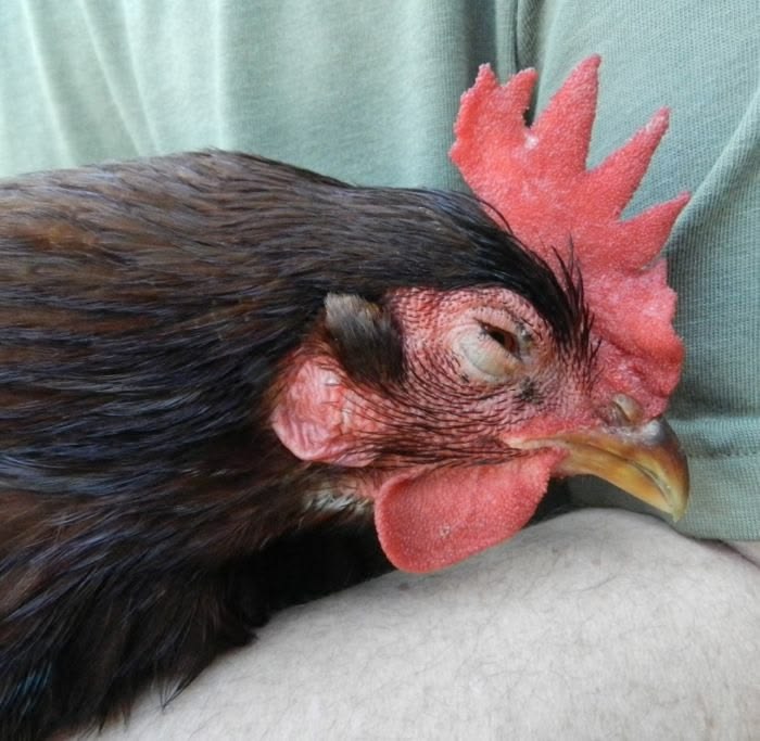 ayam lemas