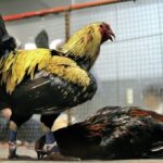 Sabung ayam online