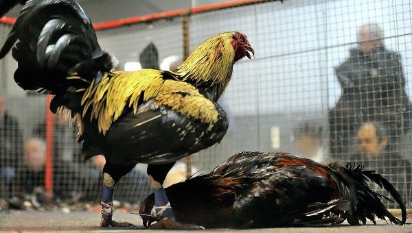 Sabung ayam online
