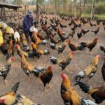 Ayam jago