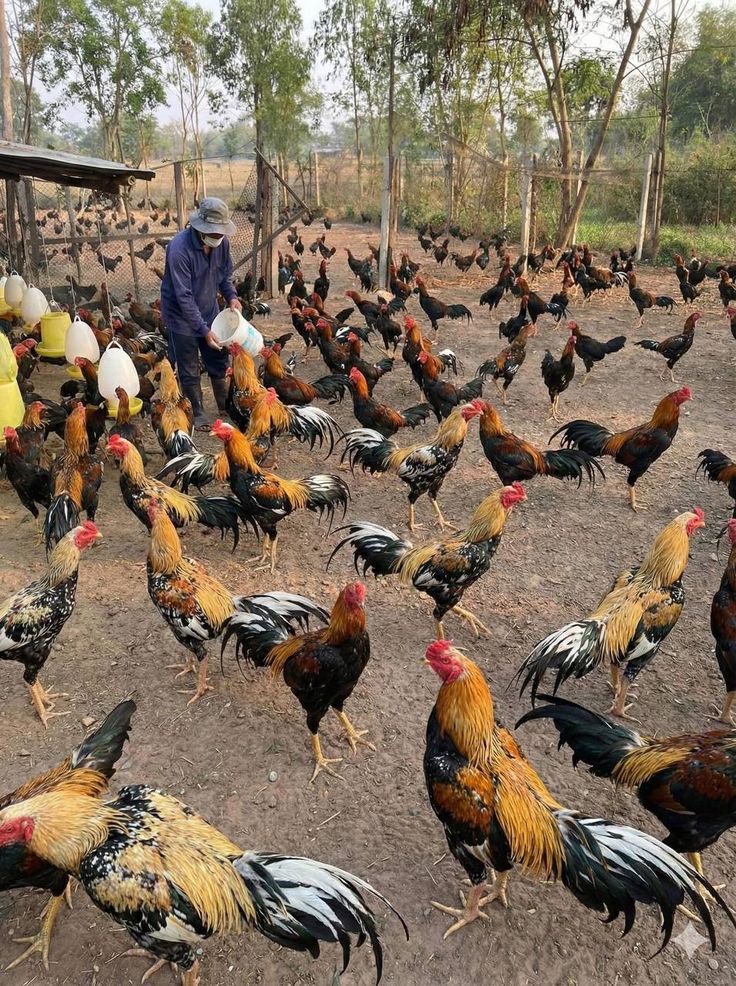 Ayam jago