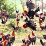 Ayam Petarung