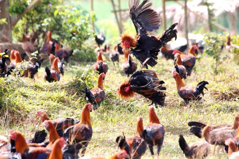 Ayam Petarung